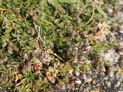 Spergularia rupicola