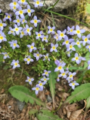 Houstonia caerulea