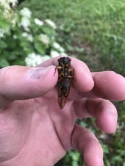 Magicicada septendecula