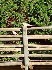 Streptopelia decaocto