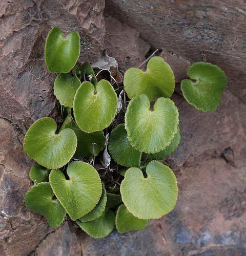 Adiantum reniforme subsp. pusillum image