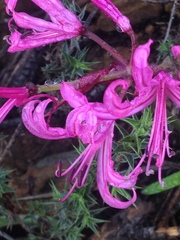 Nerine humilis