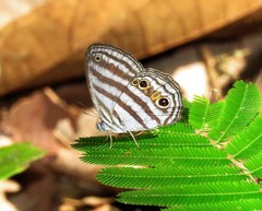 Caeruleuptychia brixius