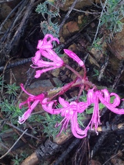 Nerine humilis