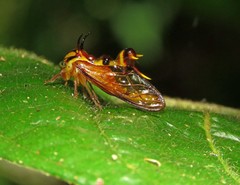 Heteronotus