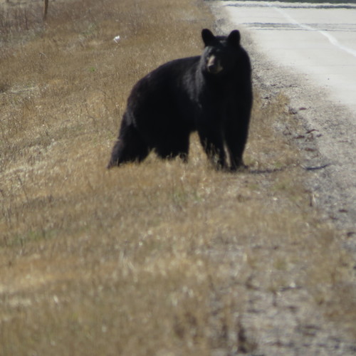 American Black Bear photographed in Minnesota
