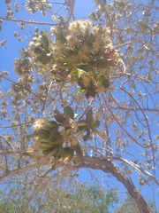 Nahuatlea arborescens