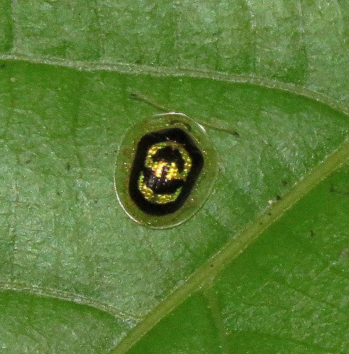 Microctenochira soleifera