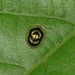 Microctenochira soleifera - Photo (c) Sidnei Dantas, μερικά δικαιώματα διατηρούνται (CC BY-NC), uploaded by Sidnei Dantas