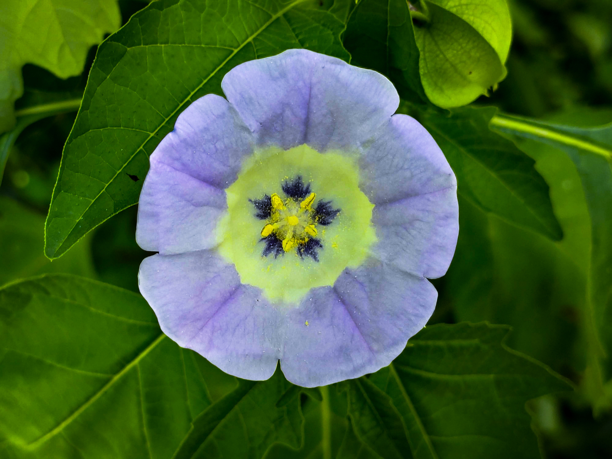 Nicandra image
