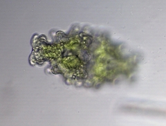 Euastrum humerosum affine