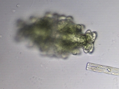 Euastrum humerosum affine