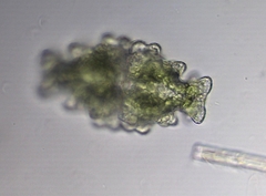 Euastrum humerosum affine