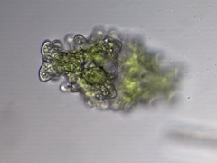 Euastrum humerosum affine