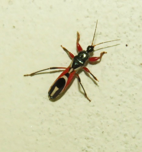 Phorastes femoratus