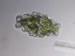 Euastrum humerosum affine