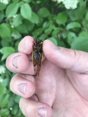 Magicicada septendecula