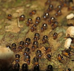 Constrictotermes cavifrons