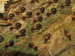 Constrictotermes cavifrons