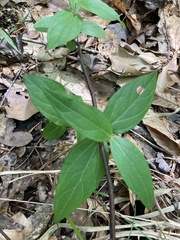 Spigelia marilandica