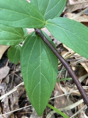 Spigelia marilandica