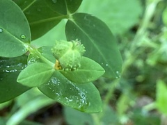 Euphorbia hyberna