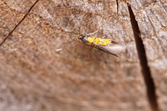 Schiffermuelleria schaefferella