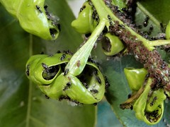 Technomyrmex jocosus