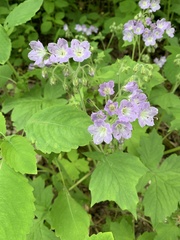 Hydrophyllum appendiculatum