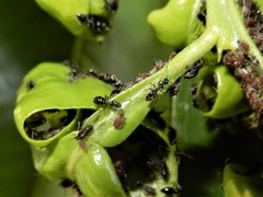 Technomyrmex jocosus