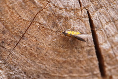 Schiffermuelleria schaefferella