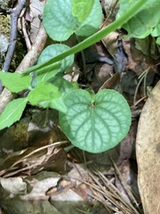 Viola walteri