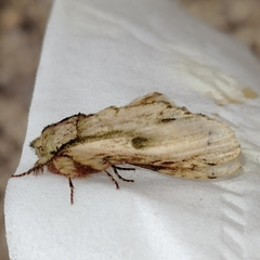 Oligocentria clarita