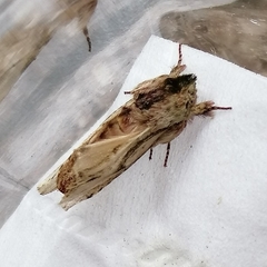 Oligocentria clarita