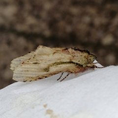 Oligocentria clarita