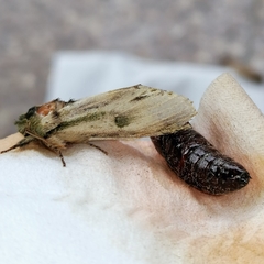 Oligocentria clarita
