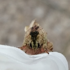Oligocentria clarita