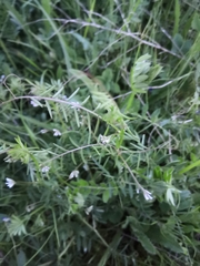 Vicia hirsuta
