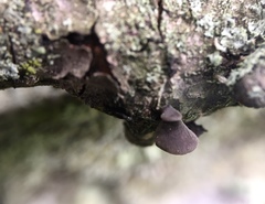 Resupinatus alboniger