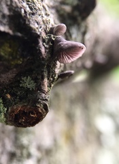 Resupinatus alboniger