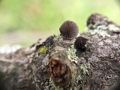 Resupinatus alboniger