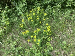 Euphorbia verrucosa