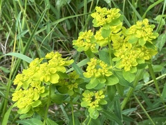 Euphorbia verrucosa