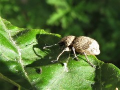 Pantomorus postfasciatus