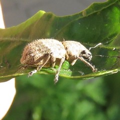 Pantomorus postfasciatus