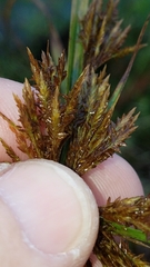 Cyperus polystachyos var. holosericeus image