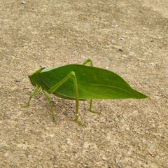 Stilpnochlora incisa