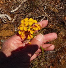 Erysimum capitatum capitatum