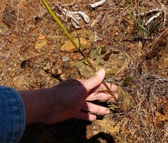 Erysimum capitatum capitatum