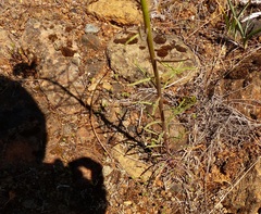 Erysimum capitatum capitatum